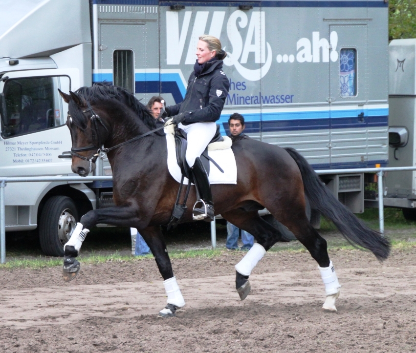 HW Farm proudly presents some information about Stallion For Compliment